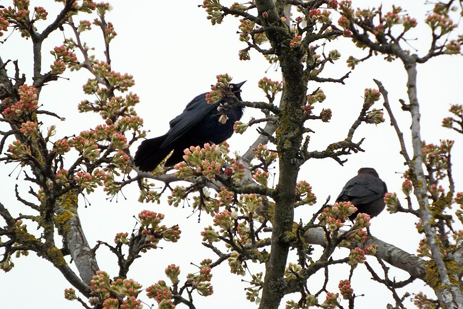 A Gray Day With Blackbirds